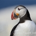 puffin_atlantic_msi_h_0834_can1863.jpg